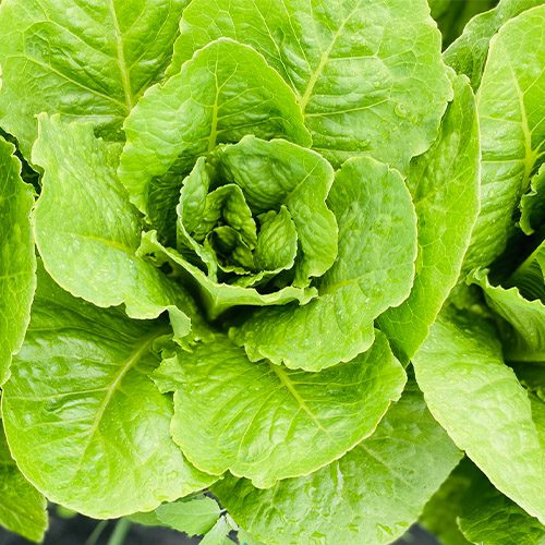 Royal City Nursery-Guelph-Ontario-Five Spring Edibles to Plant in Your Garden-lettuce