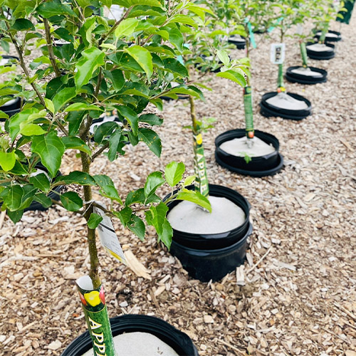 Royal City Nursery-Guelph-Ontario-Fruit Trees and Berry Bushes-apple trees