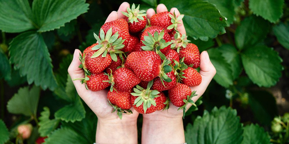 Royal City Nursery-Guelph-Ontario-Fruit Trees and Berry Bushes-strawberries in hands