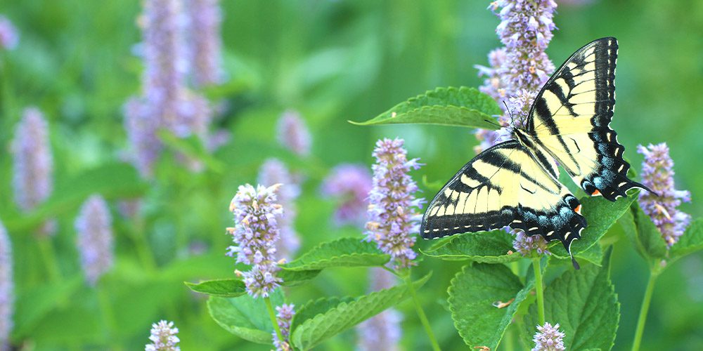 Royal City Nursery-Guelph-Ontario-Planting for Pollinators-anise hyssop