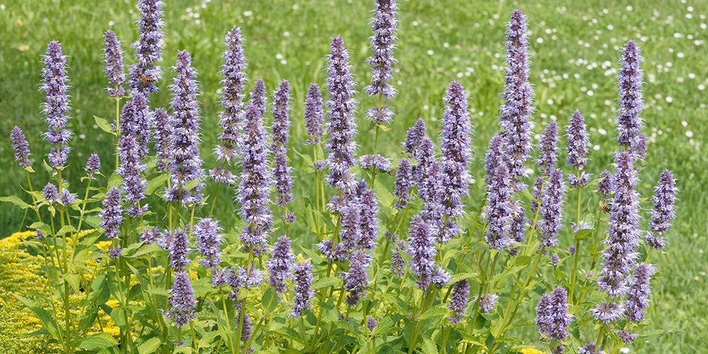 Royal City Nursery-Guelph-Ontario-Planting for Pollinators-purple hyssop