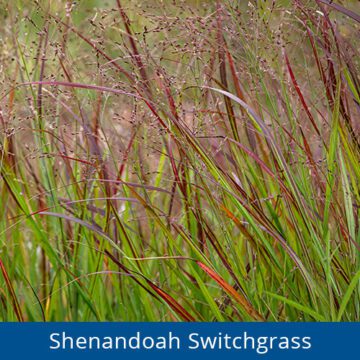 Royal City Nursery-Guelph-Ontario-Spring into May Perennials-SWITCHGRASS