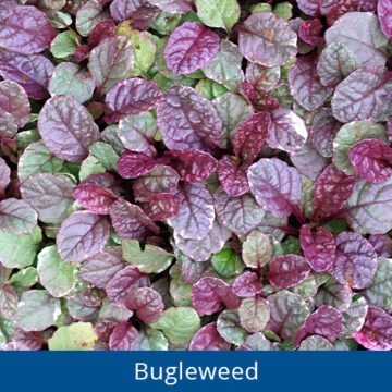 Royal City Nursery-Guelph-Ontario-Spring into May Perennials-bugleweed