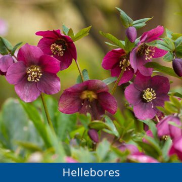 Royal City Nursery-Guelph-Ontario-Spring into May Perennials-hellebores