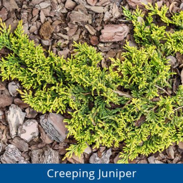 Royal City Nursery-Guelph-Ontario-Spring into May Perennials-juniper