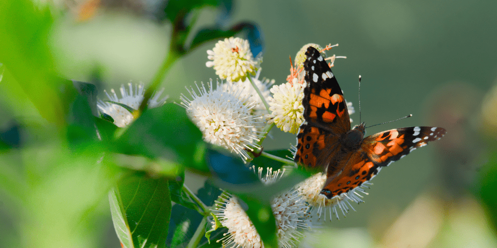 Royal City Nursery-Guelph Ontario-Butterfly on a buttonbush plant