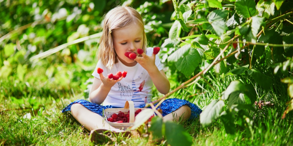 Royal City Nursery-Guelph Ontario-Creating a Kid-Friendly Backyard-eating raspberries