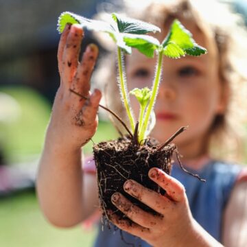 Royal City Nursery-Guelph Ontario-Creating a Kid-Friendly Backyard-strawberry plant