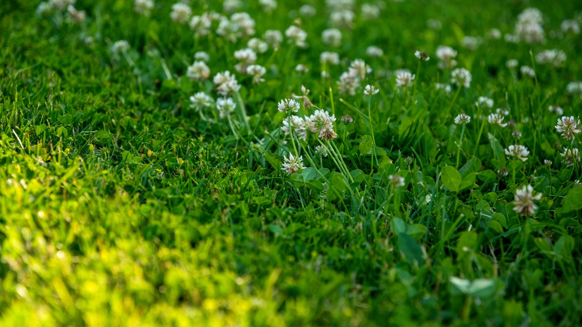 Royal City Nursery-Guelph-ontario-Everything You Need to Know About Lawn Alternatives-clover lawn