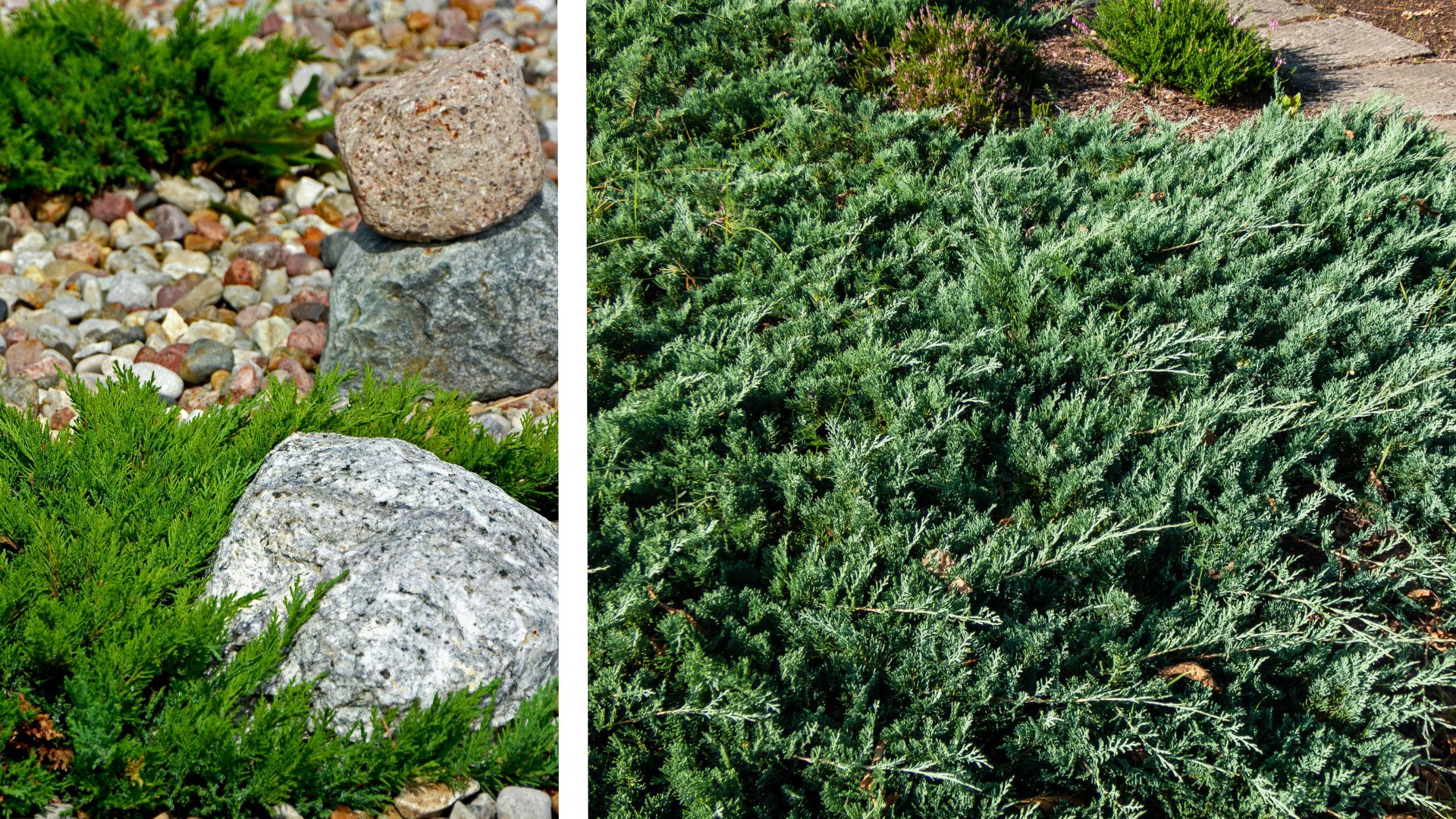 Royal City Nursery-Guelph-ontario-Everything You Need to Know About Lawn Alternatives-creeping juniper lawn