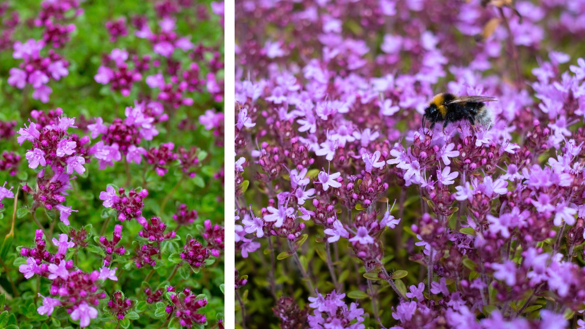 Royal City Nursery-Guelph-ontario-Everything You Need to Know About Lawn Alternatives-creeping thyme