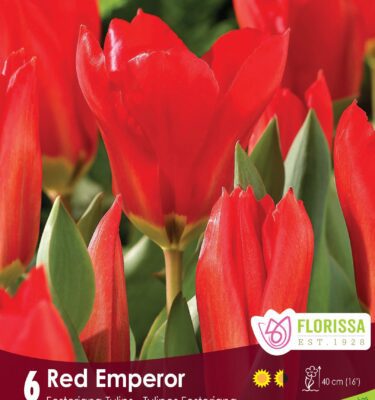 Tulip, Red Emperor