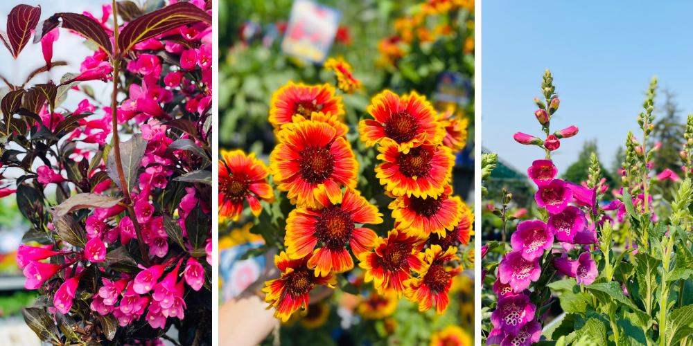 Royal City Nursery-Guelph-Ontario-Designing a Four Seasons Landscape-perennial flowers garden decor
