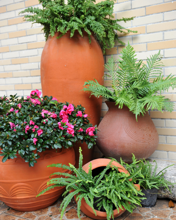 Royal City Nursery-Guelph-Ontario-Designing a Four Seasons Landscape-spring garden decor