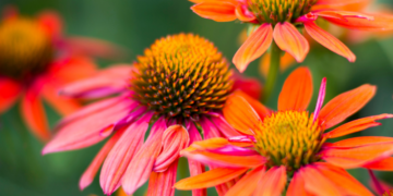 Royal City Nursery-Guelph-Ontario-Guelph Gardening in August-coneflowers