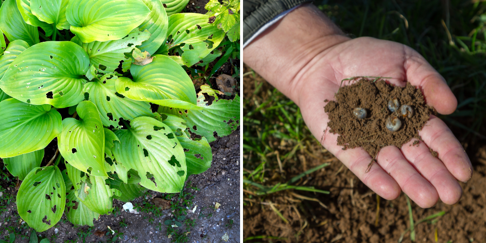 Royal City Nursery-Guelph-Ontario-Guelph Gardening in August-pests in garden