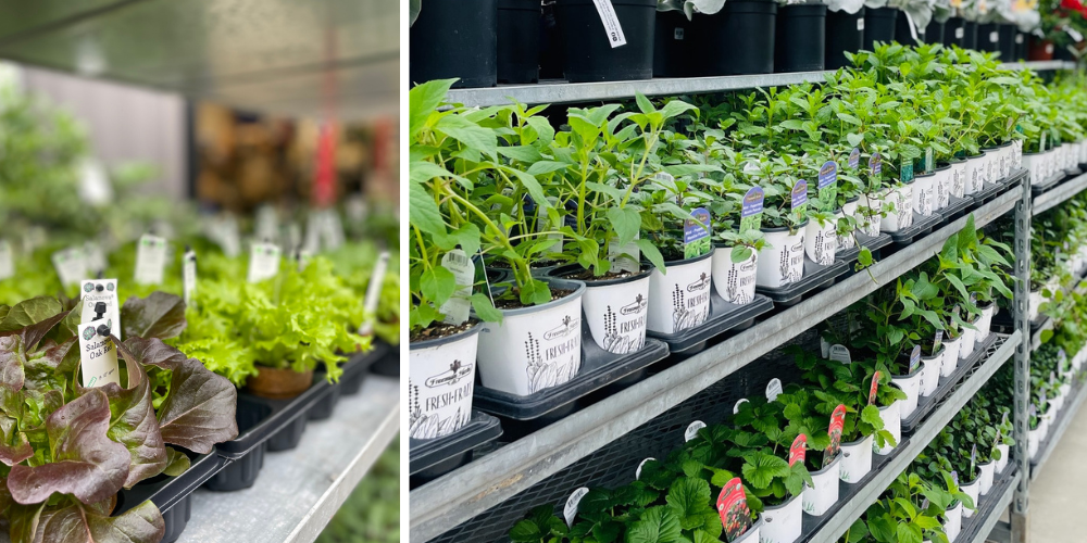 Royal City Nursery-Guelph-Ontario-Set Yourself up For Fall Harvest-assorted vegetables for sale