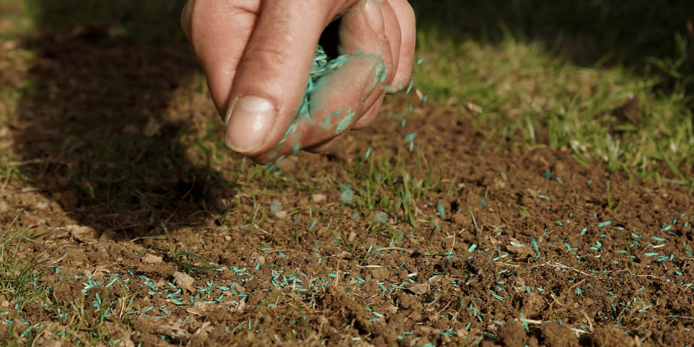 Royal City Nursery-Guelph-Ontario-Expert tips for fall lawn care-overseeding the lawn
