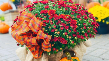 Royal City Nursery-Guelph Ontario-What to Do Now in the Fall Garden-chrysanthemum with autumn bow