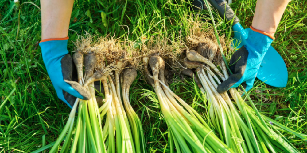 Royal City Nursery-Guelph Ontario-Your Guide to Planting Spring Bulbs-dividing spring bulbs