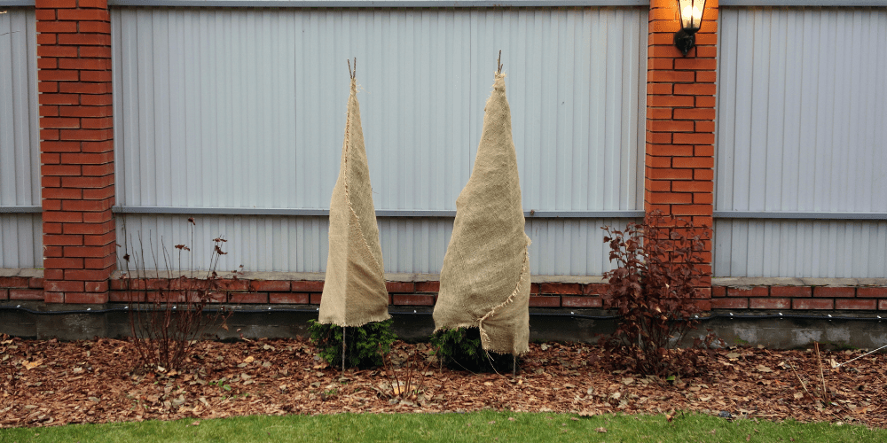 Royal City Nursery-Guelph Ontario-Get Your Garden Winter Ready-burlap cover evergreens