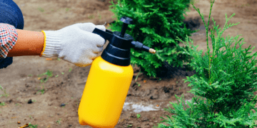 Royal City Nursery-Guelph Ontario-Get Your Garden Winter Ready-spraying evergreens