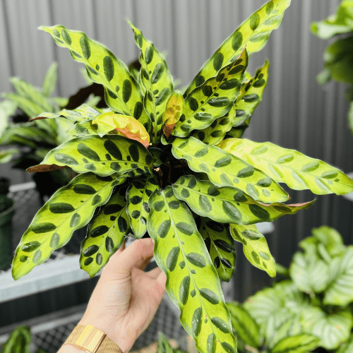 Royal City Nursery-Guelph Ontario-Your Guide to Pet-Friendly Houseplants-calathea