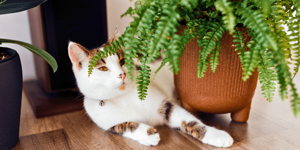 Royal City Nursery-Guelph Ontario-Your Guide to Pet-Friendly Houseplants-cat and fern