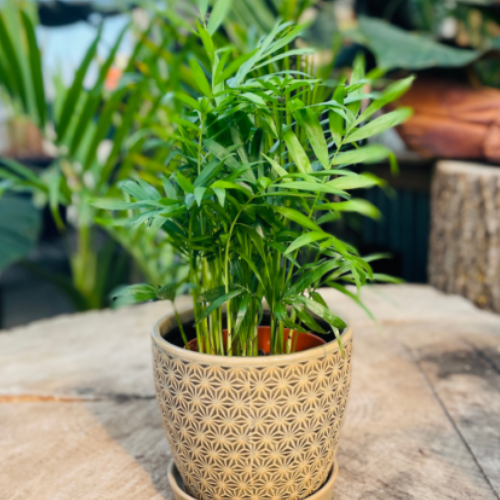 Royal City Nursery-Guelph Ontario-Your Guide to Pet-Friendly Houseplants-palm