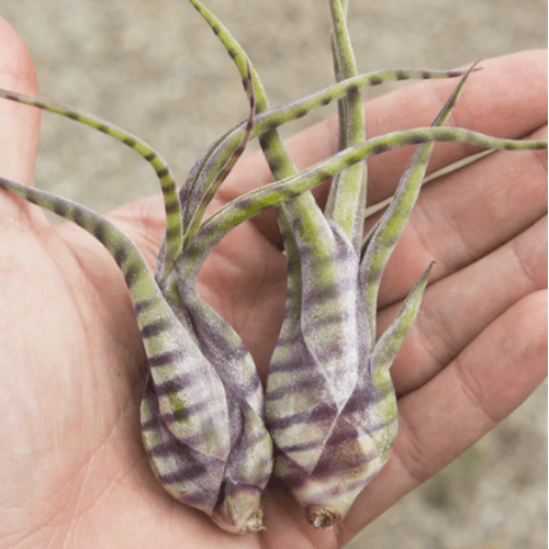 Royal City Nursery-Guelph Ontario-Your Guide to Pet-Friendly Houseplants-tillandsia