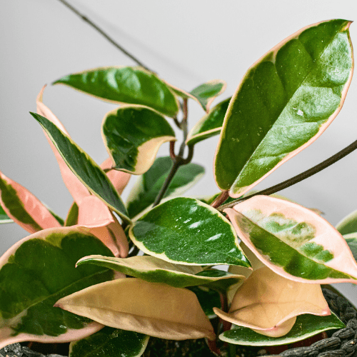 Royal City Nursery-Guelph-Ontario-Coolest Winter Houseplants-Hoya