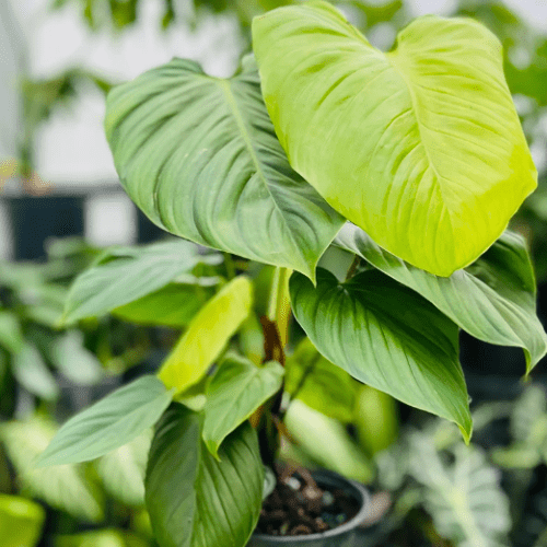 Royal City Nursery-Guelph-Ontario-Coolest Winter Houseplants-Philodendron