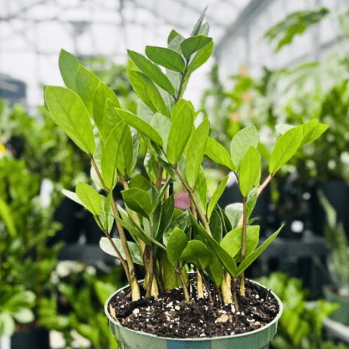 Royal City Nursery-Guelph-Ontario-Coolest Winter Houseplants-ZZ Plants