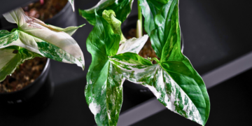 Royal City Nursery-Guelph-Ontario-Coolest Winter Houseplants-albo syngonium