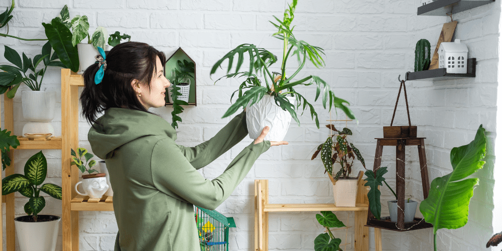 Royal City Nursery-Guelph-Ontario-Coolest Winter Houseplants-assorted plants