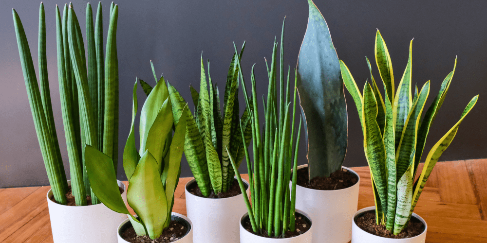 Royal City Nursery-Guelph-Ontario-Coolest Winter Houseplants-snake plants
