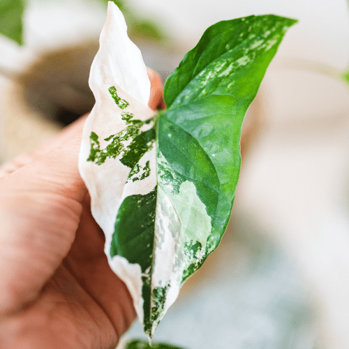 Royal City Nursery-Guelph-Ontario-Coolest Winter Houseplants-syngonium