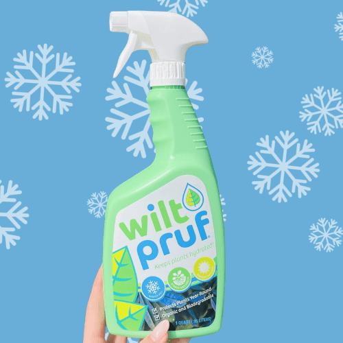 Royal City Nursery-Guelph-Ontario-Holiday Greens Guide-Wilt Pruf spray