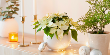 Royal City Nursery-Guelph Ontario-Make Enchanting Spaces for Winter-poinsettia decor