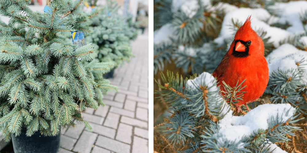 Royal City Nursery-Guelph-Ontario-Celebrate Winter Birds-live christmas trees