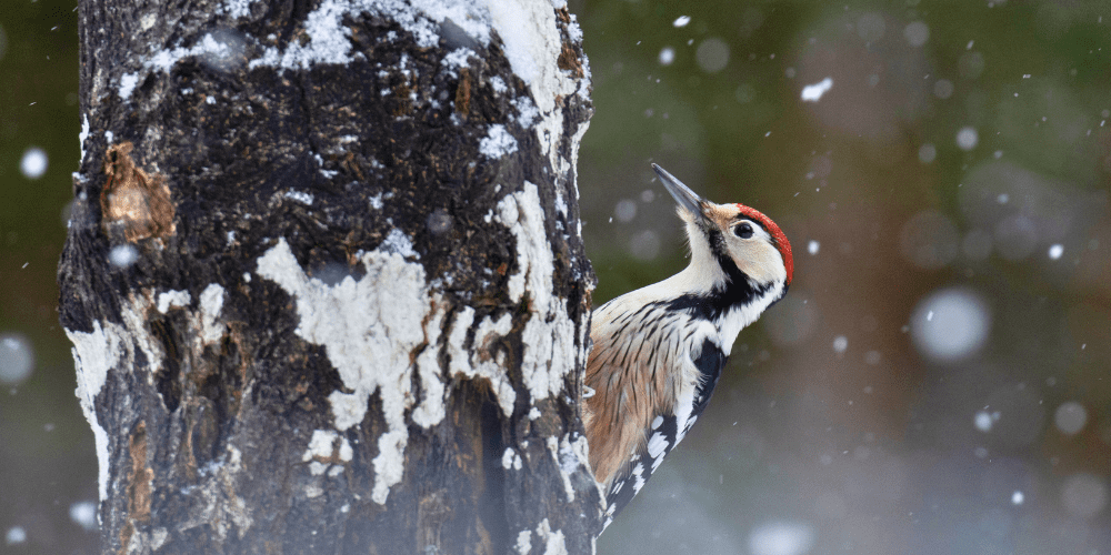 Royal City Nursery-Guelph-Ontario-Celebrate Winter Birds-woodpecker