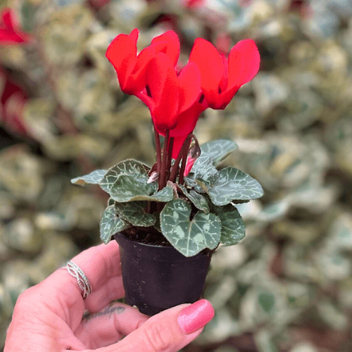 Royal City Nursery-Guelph Ontario-Holiday Stocking Stuffers-mini plant