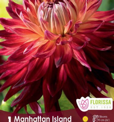 Dahlia, Dinnerplate, Manhattan Island