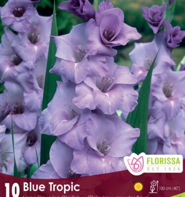 Gladiolus, Blue Tropic