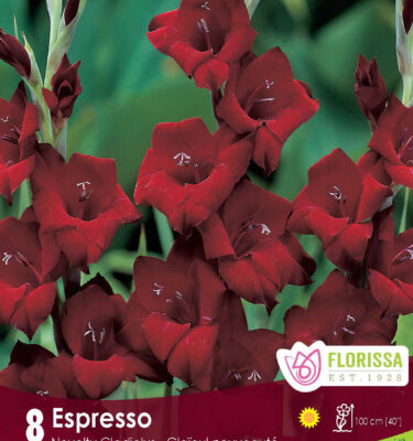 Gladiolus, Dutch Espresso