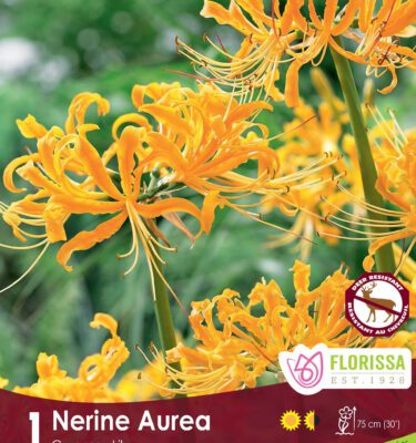 Lily, Guernsey, Yellow Nerine Aurea