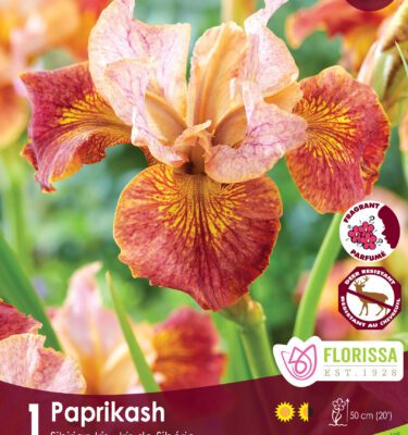 Iris, Sibirian Paprikash