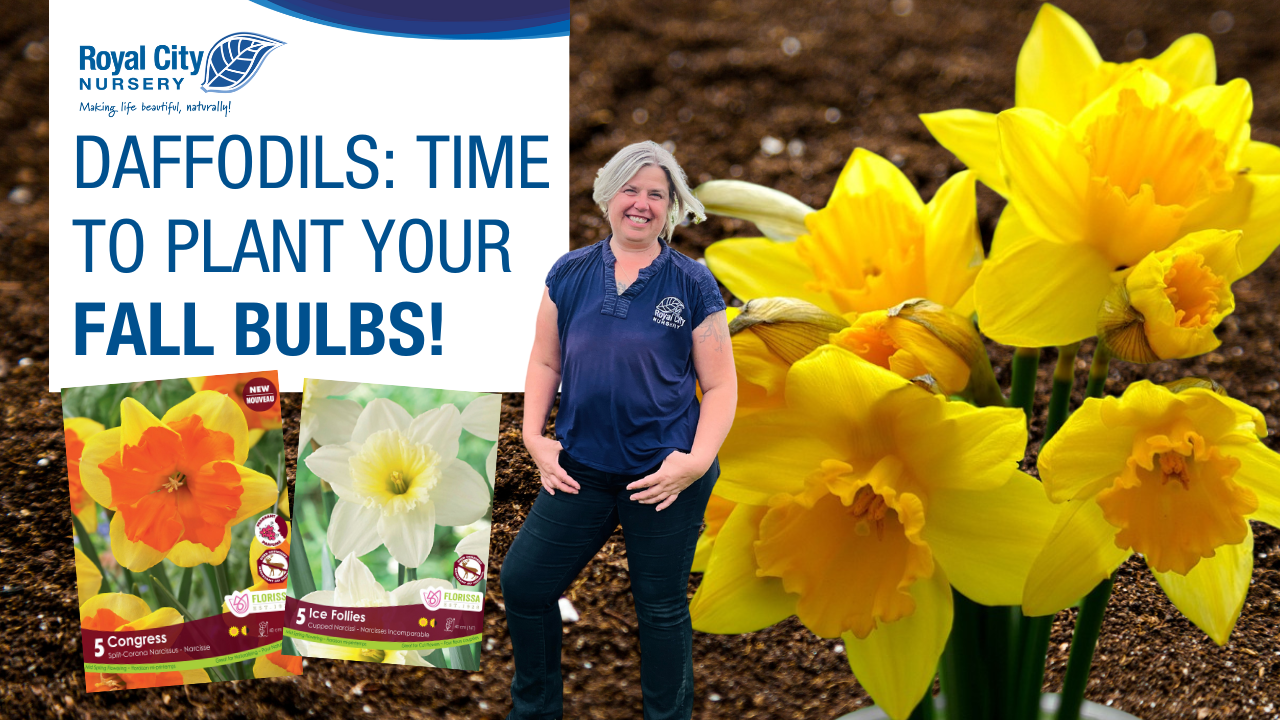 Bulbs: Daffodils
