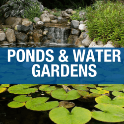 Ponds Supplies & Water Gardens