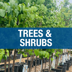Trees & Shrubs